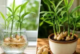 Trồng gừng cảnh nên trồng thủy sinh hay trồng trong đất?