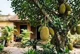 Vì sao nên trồng một cây mít trong sân nhà: Có 4 lợi ích đặc biệt