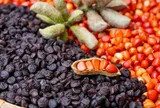 12 loại gia vị đặc trưng ở Việt Nam, tạo thành nhiều món ngon đặc sản, có loại được ví là “vàng đen” của núi rừng