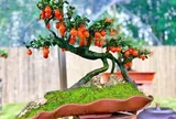 Cây quen thuộc cho quả lúc lỉu hút tài lộc, "lên chậu" thành bonsai độc lạ mang ý nghĩa phong thủy, có cây giá gần 1 tỷ đồng