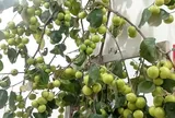 Loại quả xưa chín rụng đầy gốc, nay thành đặc sản được ưa chuộng giá 50.000 đ/kg, trồng một lần thu hoạch nhiều năm
