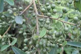 Loại quả xưa chín rụng đầy nay thành đặc sản giá 250.000 đ/kg, trồng một lần thu hoạch nhiều năm, nổi tiếng trong nhà hàng