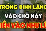 3 vị trí trồng đinh lăng hút tài lộc vào nhà: Ai không biết thật đáng tiếc