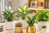 Cách chọn cây phong thủy bàn làm việc cho người mệnh Kim: Đặt đúng loại, tài lộc và tinh thần đều dễ hanh thông