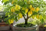 Cách trồng cây khế phong thủy trong chậu xanh tốt, quả vàng trĩu trịt, thu hút may mắn