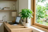 Cây kim ngân đặt ở đâu để vừa đẹp vừa hợp phong thủy?