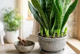 Chỉ cần thêm 1 thìa này, cây lưỡi hổ bật mầm liên tục, lá cứng đẹp quanh năm