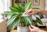 Đừng chỉ tưới nước: Cây ngọc ngân xanh bóng hơn nếu làm đúng cách này