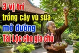 3 vị trí trồng cây vú sữa mở đường Tài Lộc cho gia chủ