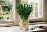 Mẹo trồng hành lá trong cốc nước, cắt nhiều lứa vẫn xanh tốt