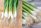 Phần rễ hành lá không phải đồ bỏ đi, giữ lại có lợi ích đặc biệt