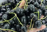 Loại quả xưa chín rụng đầy nay thành đặc sản giá 100.000 đ/kg, trồng một lần thu hoạch nhiều năm, du khách thích thú