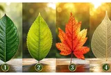 Chọn 1 chiếc lá để xem vũ trụ mách bạn nên thay đổi gì cho cuộc sống giàu có hơn