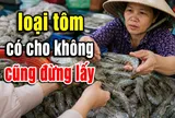 Dân biển tiết lộ: 5 loại tôm có cho không cũng đừng lấy
