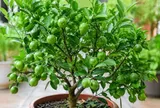 Nhiều người thích trồng cây chanh vì quá nhiều lợi ích, mách mẹo hay để chanh trồng chậu cũng xanh tốt, nhiều quả