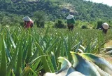 Nghề lạ ở Việt Nam: Cây dại trồng 6 tháng là thu hoạch, vốn ít chăm nhàn vẫn "hốt bạc", làm món đặc sản giải nhiệt mùa hè