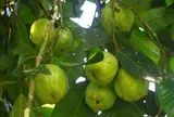 Loại quả mọc bờ rào xưa chín rụng đầy, nay thành đặc sản ở thành phố giá 100.000 đ/kg, trồng một lần thu hoạch nhiều năm