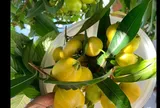 Loại quả xưa chín rụng đầy nay thành đặc sản giá 180.000 đ/kg, trồng một lần thu hoạch nhiều năm, du khách săn lùng