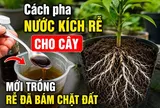 Cách pha nước kích rễ cho cây, mới trồng rễ đã bám chặt đất
