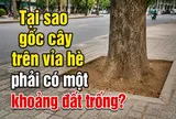 Tại sao gốc cây trên vỉa hè phải có một khoảng đất trống?