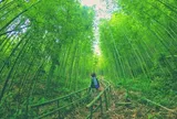 Cách Hà Nội 300km có khu rừng kỳ bí, hút khách du lịch thập phương vì vẻ đẹp tựa tranh vẽ, góc nào check-in cũng đẹp