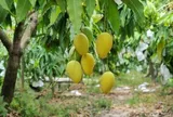 Loại quả xưa chín rụng đầy, nay thành đặc sản được ưa chuộng giá 90.000 đ/kg, trồng một lần thu hoạch nhiều năm