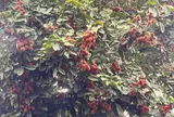 Loại quả xưa chín rụng đầy nay thành đặc sản giá 60.000 đ/kg, trồng một lần thu hoạch nhiều năm, du khách săn lùng