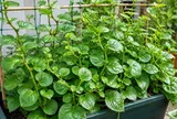 Cách trồng mồng tơi trong chậu cho nhà chật, làm đúng vài bước là có rau xanh ăn quanh năm