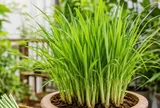 Cách trồng sả trong chậu nhanh thành bụi, dùng quanh năm