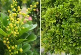 Có nên trồng cây ngâu trước nhà?