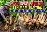 Cách trồng củ giềng lên mầm tua tủa, nhánh nào cũng mập mạp