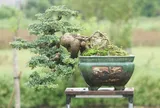 Cây lạ tỏa mùi thơm lên chậu thành bonsai, tượng trưng cho sự thăng tiến và may mắn, có cây giá trăm triệu đồng