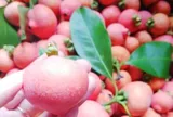 Loại quả xưa chín rụng đầy nay thành đặc sản giá 65.000 đ/kg, trồng một lần thu hoạch nhiều năm, người thành phố thích mê