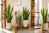 3 vị trí đặt cây lưỡi hổ trong nhà giúp mang lại may mắn, phong thủy tốt lành