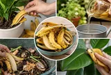 Đừng vứt vỏ chuối: 7 công dụng hữu ích bất ngờ, biết rồi nhiều người tiếc vì đã bỏ đi