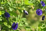 Nghề lạ ở Việt Nam: Cây dại mọc bờ rào trồng 3 tháng cho thu hoạch, người dân hái hoa bán quanh năm thành đặc sản