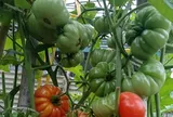 Loại quả xưa chín rụng đầy gốc, nay thành đặc sản ở thành phố giá 75.000 đ/kg, trồng 3 tháng cho thu hoạch