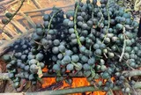 Loại quả xưa chín rụng đầy nay thành đặc sản giá 80.000 đ/kg, trồng một lần thu hoạch nhiều năm, du khách thích mê mẩn