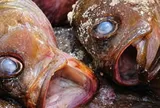 5 loại cá giá rẻ như cho cũng tuyệt đối đừng mua