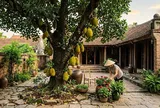 5 lý do nên trồng ngay một cây mít trong vườn nhà: Vừa hút tài lộc, vừa thu lợi đủ đường
