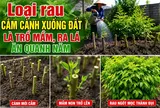 Loại rau cắm cành xuống đất là trổ mầm, ra lá ăn quanh năm