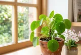 Người xưa truyền lại: 4 dấu hiệu xuất hiện trong tháng 7 âm được xem là điềm lành