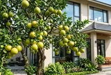 Tại sao nhà giàu thích trồng cây bưởi trước nhà?