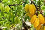 Trồng cây khế phong thủy nên chọn khế chua hay khế ngọt để gia đình thêm may mắn?
