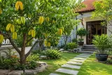 Trồng cây khế phong thủy nên trồng trước hay sau nhà?