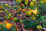 Cây ăn quả quen thuộc lên chậu thành bonsai được ưa chuộng, có cây giá 6 tỷ đồng, mang lại may mắn và tài lộc