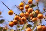 Loại quả mọc bờ rào xưa chín rụng đầy gốc, nay thành đặc sản được ưa chuộng giá 55.000 đ/kg, trồng một lần thu hoạch nhiều năm