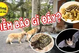 3 con vật vào nhà mang điềm báo may mắn đừng dại đuổi đi