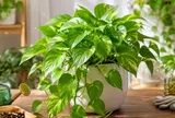 Cách trồng cây trầu bà phong thủy tại nhà: Vì sao nhiều người thích đến vậy?