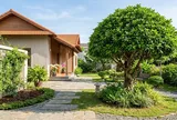 Cây sung nên trồng trước hay sau nhà? Vị trí nào được người xưa coi là đẹp?